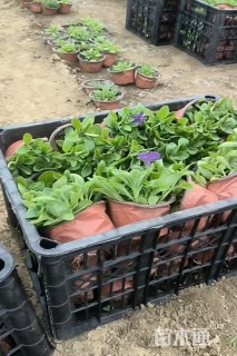 高度10厘米矮牵牛