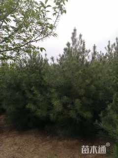 高度200厘米白皮松