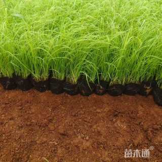 高度20厘米芦苇