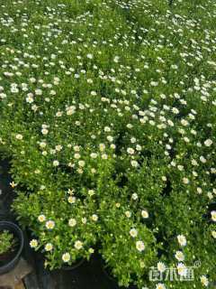 高度10厘米白晶菊
