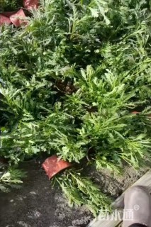 高度20厘米木春菊
