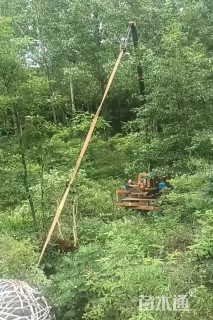 高度800厘米丛生蒙古栎