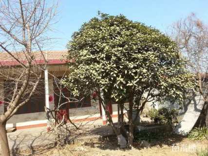 28公分金桂