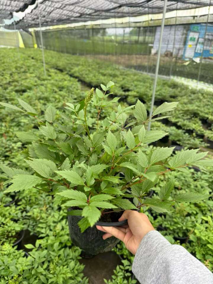 高度20厘米落新妇