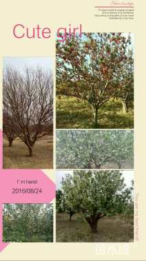 15公分八棱海棠