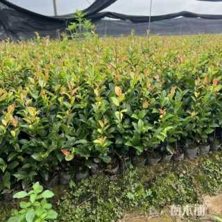 高度50厘米茶梅小苗