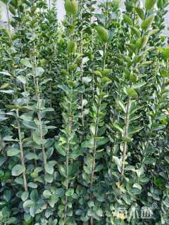 高度150厘米北海道黄杨