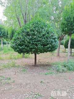 10公分高杆卫矛球