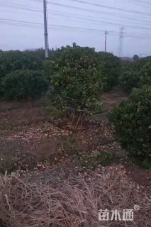 10公分桂花