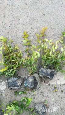 高度25厘米六道木