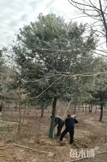 8公分弗吉尼亚栎