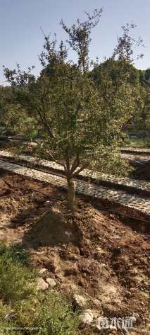 高度400厘米石榴