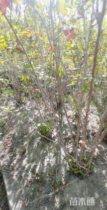高度350厘米丛生紫荆