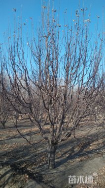 20公分八棱海棠