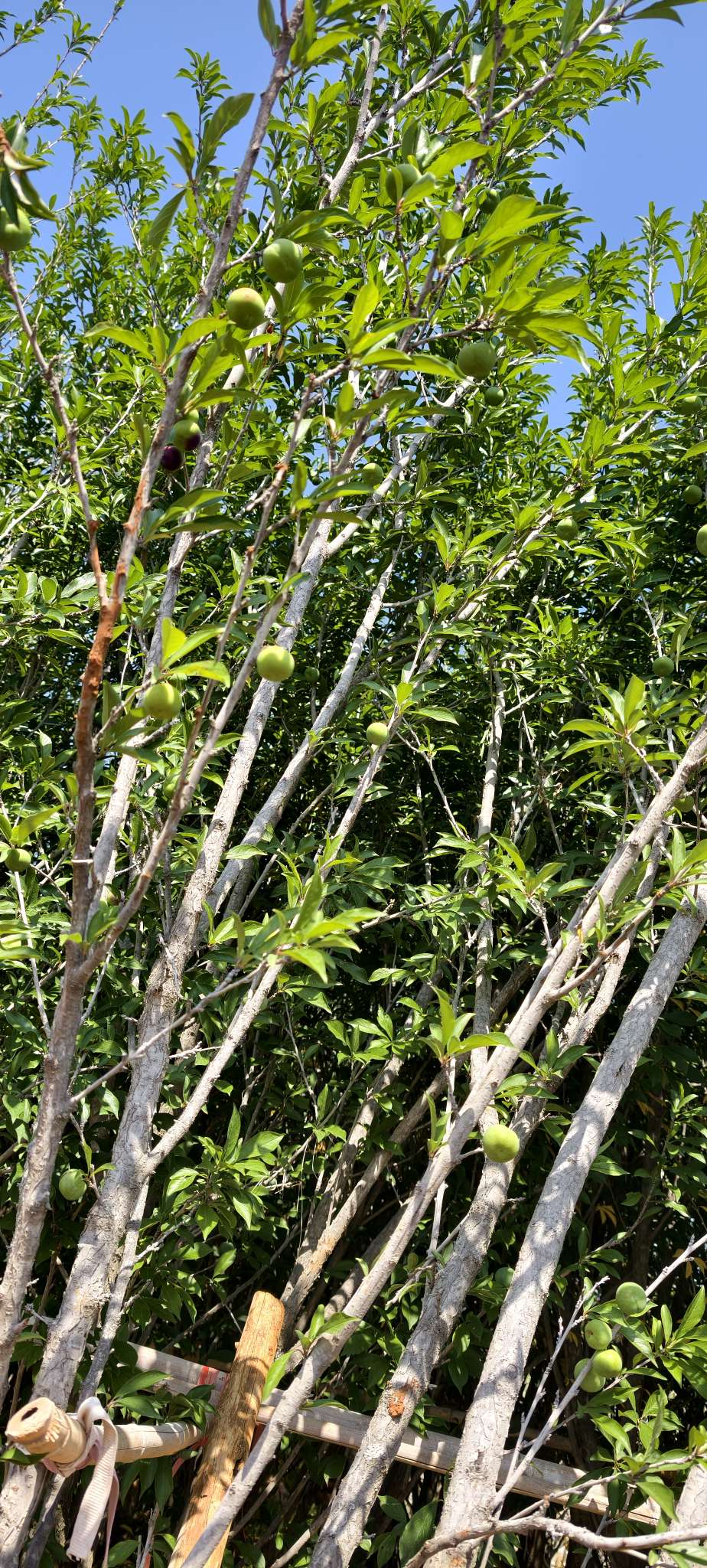 高度300厘米李子树
