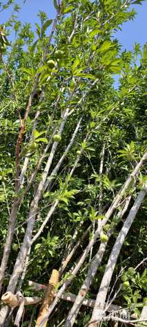 高度300厘米李子树