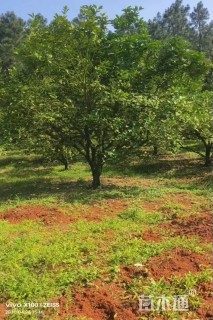高度320厘米丛生胡柚