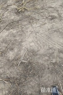16公分榆树