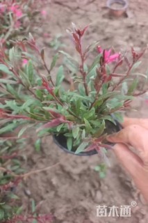 高度10厘米山桃草