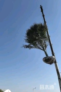 15公分日本红枫