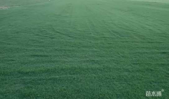 草卷状百慕大草