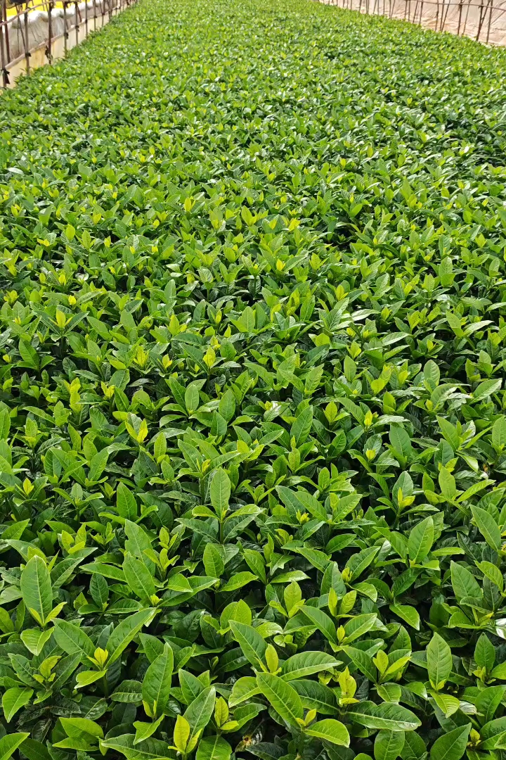 高度20厘米栀子花