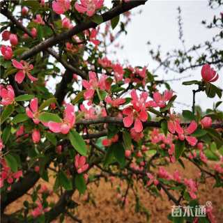 6公分木瓜海棠