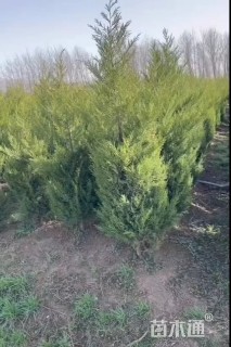 高度120厘米圆柏