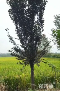 8公分紫叶李
