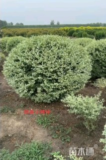 冠幅120厘米银姬小蜡球