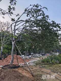 12公分造型紫薇