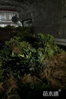 高度40厘米阔叶十大功劳小苗