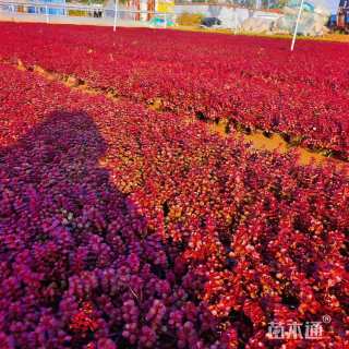 高度15厘米红景天