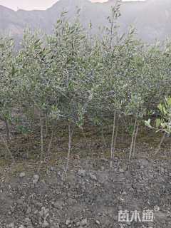 1公分油橄榄