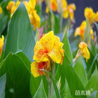 高度30厘米美人蕉