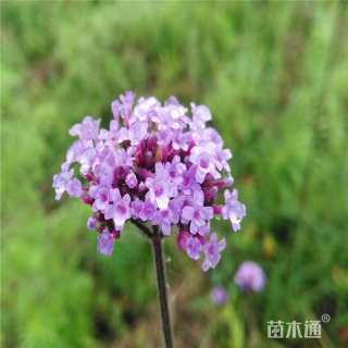 高度30厘米柳叶马鞭草