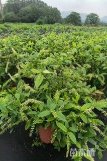 高度50厘米荷兰鼠刺