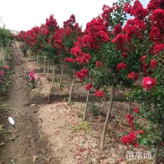 高度150厘米红花紫薇