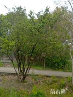 高度3.5厘米瓜子黄杨