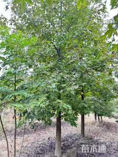 13公分北美枫香