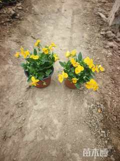 高度10厘米角堇