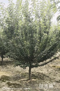 8公分红梅