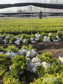 高度30厘米小叶黄杨