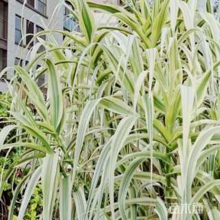 高度15厘米花叶芦竹
