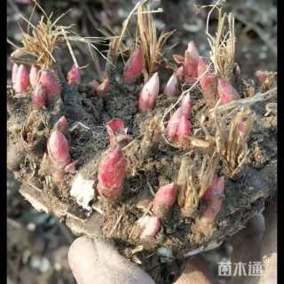 高度5厘米芍药