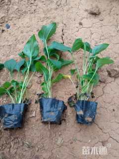 高度15厘米松果菊