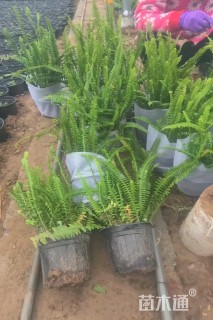 高度30厘米肾蕨