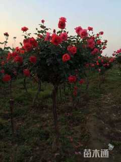 4公分高杆树状月季