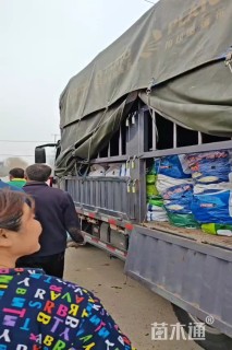 高度20厘米红花酢浆草