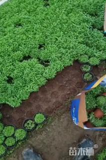 高度10厘米千屈菜